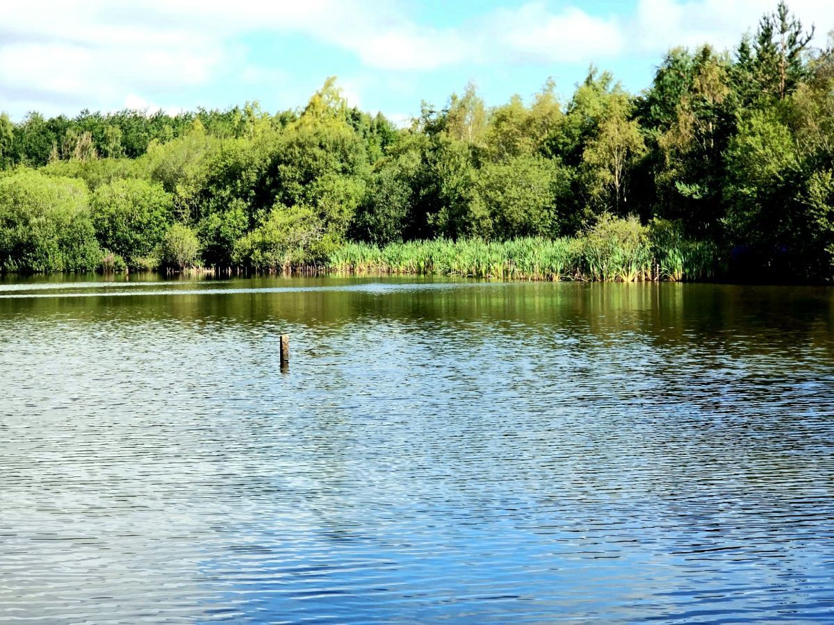 Hedley Hill Woods 2